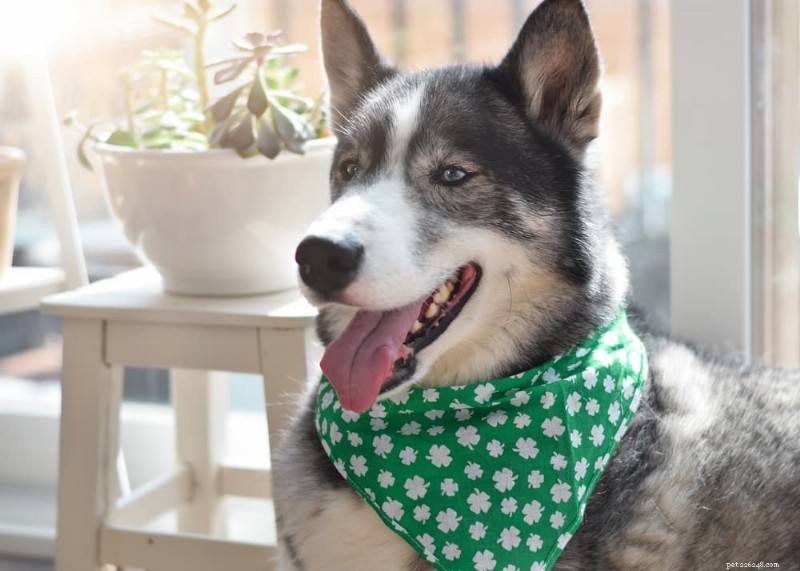 120 Irish Dog Names: Classic, Trendy, and Unforgettable