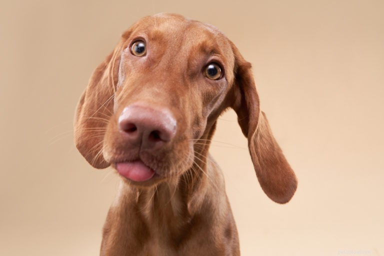 180 Charming Human Names for Your Dog