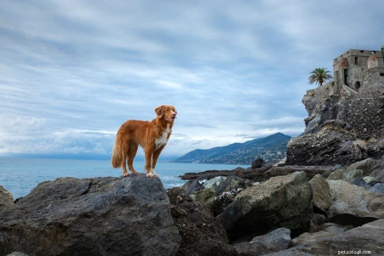 115+ Timeless Latin Dog Names for Your Sophisticated Pup