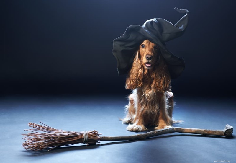 134 Spooky Dog Names for Your Halloween-Ready Pup