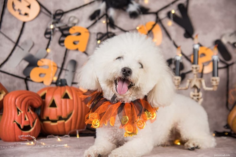 134 Spooky Dog Names for Your Halloween-Ready Pup