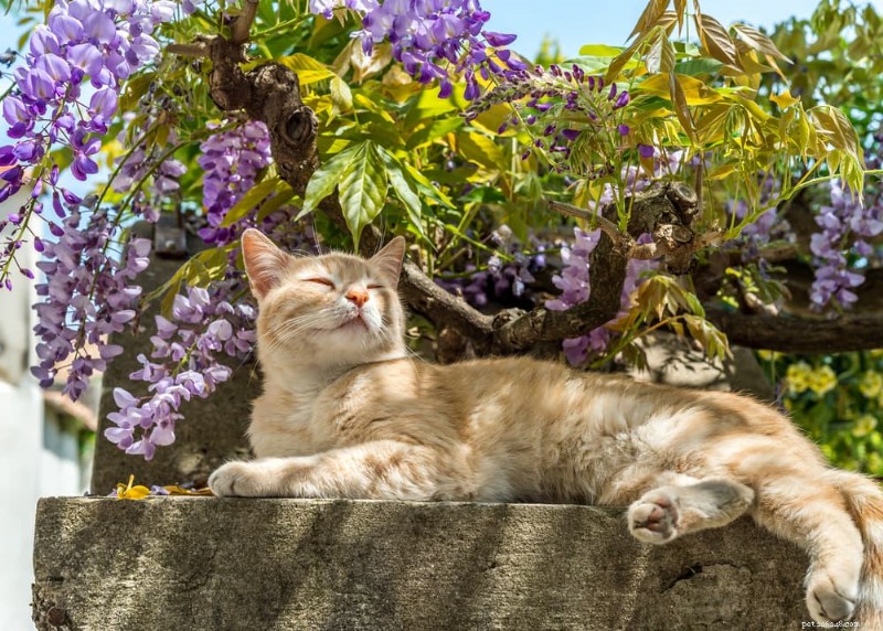135 Botanical Names for Cats: A Gardener s Guide to Naming Your Feline Friend