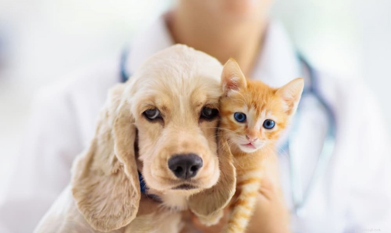 153 Authentic Mexican Cat Names for Your Furry Friend