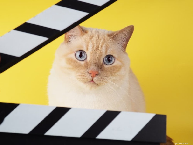 210 Inspiring Female Cat Names from History’s Strong Women