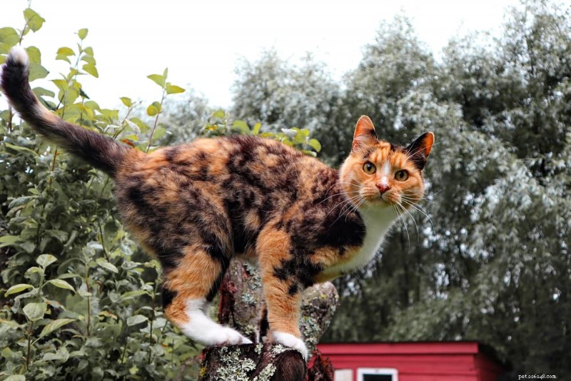 210 Inspiring Female Cat Names from History’s Strong Women