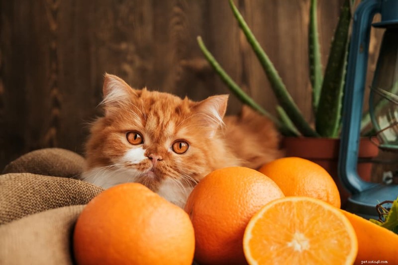 153 Vibrant Spanish Cat Names to Charm Your Feline Friend