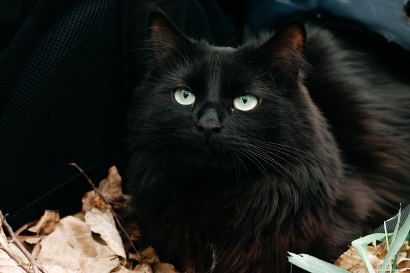 130 Divine Cat Names to Honor Your Spiritual Companion