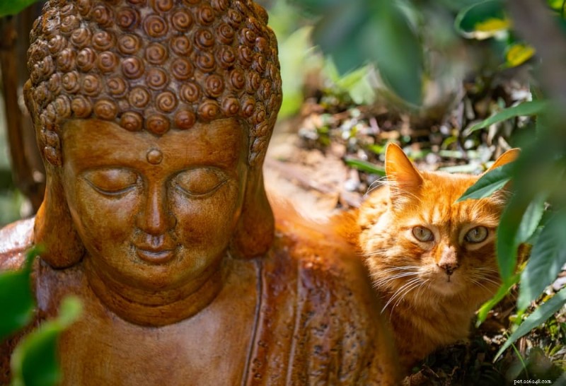 130 Divine Cat Names to Honor Your Spiritual Companion