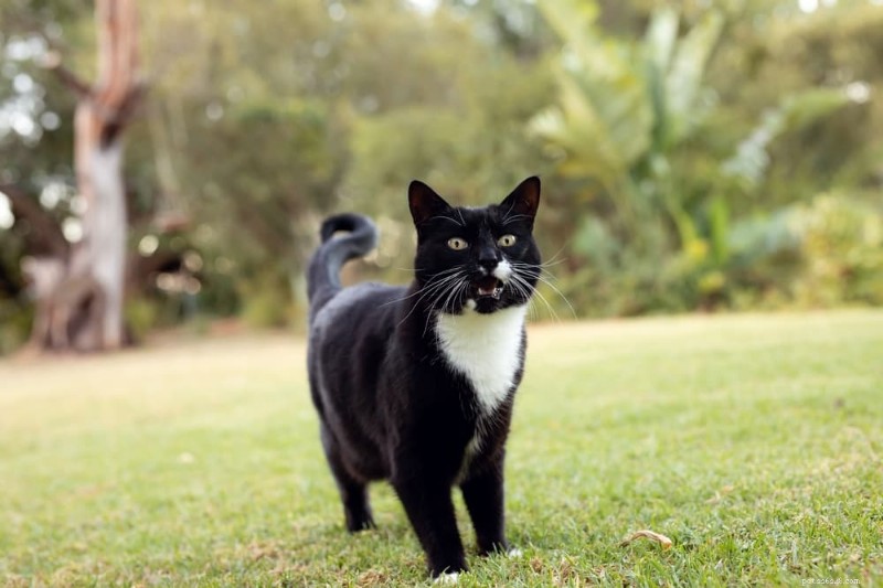 49 Trending Korean Cat Names with Cultural Meanings