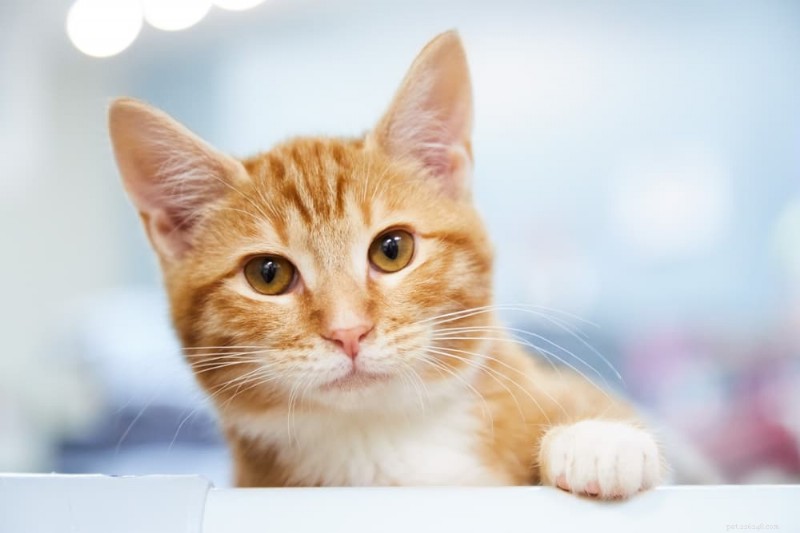 49 Trending Korean Cat Names with Cultural Meanings