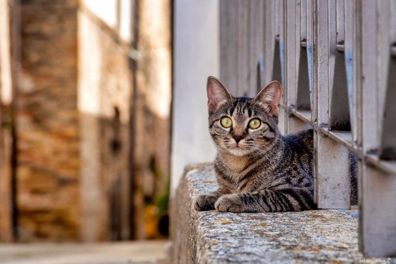 Over 100 Elegant Italian Cat Names for Your Feline