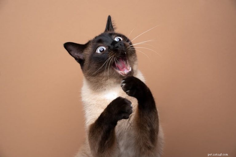 115 Clever Cat Names for Playful Felines