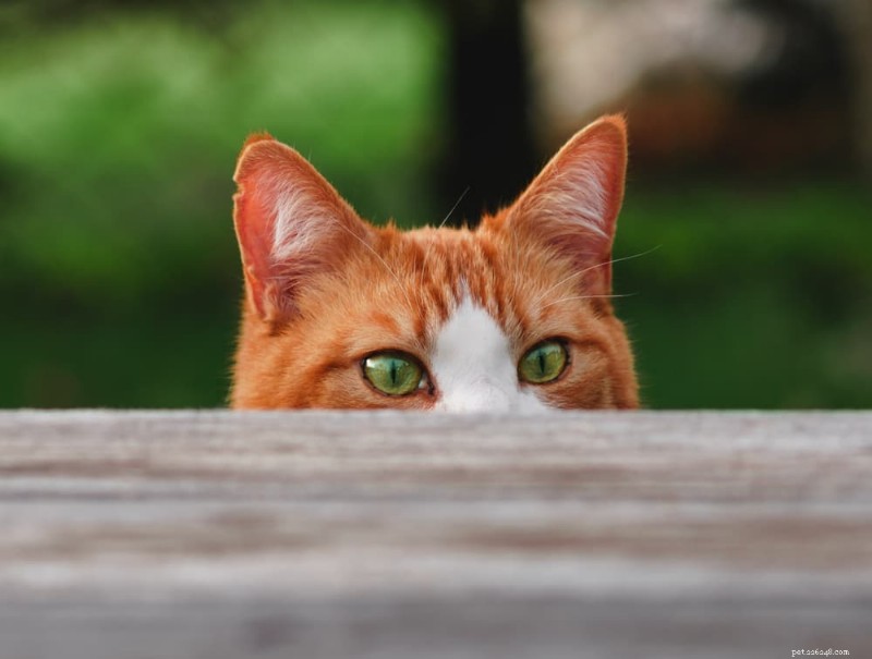 115 Clever Cat Names for Playful Felines