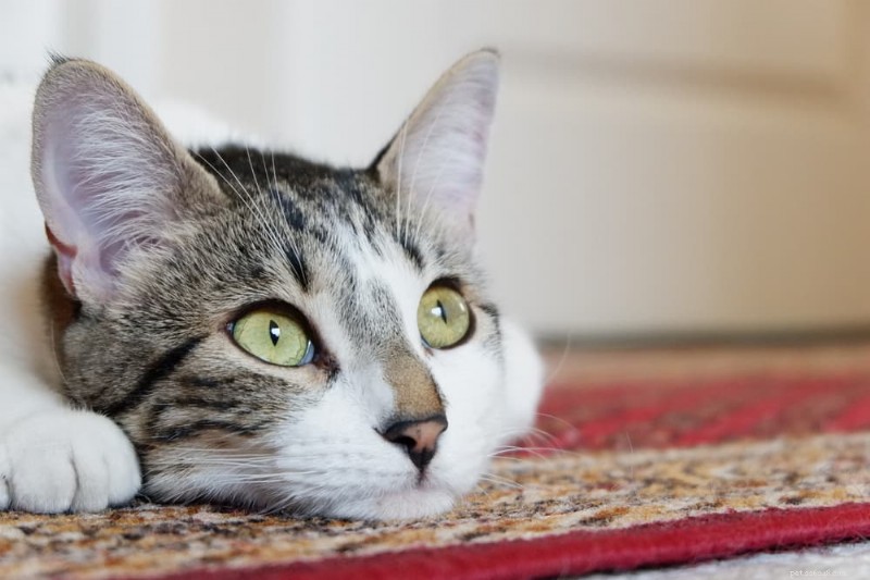 85 Trending Unisex Cat Names for Every Gender