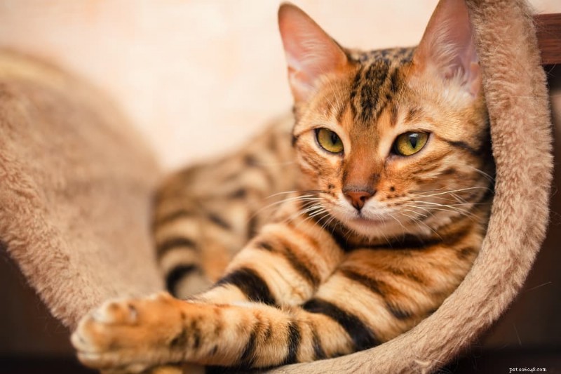 85 Trending Unisex Cat Names for Every Gender