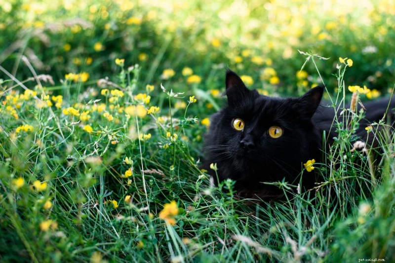 85 Trending Unisex Cat Names for Every Gender