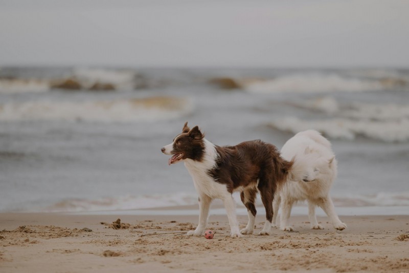Managing Multiple Lipomas in Senior Dogs: Diagnosis, Treatment, and Care