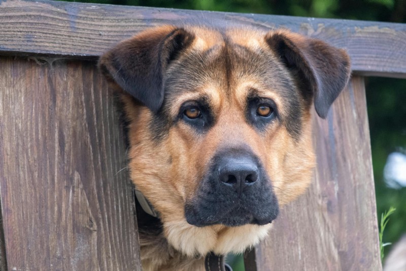 Managing Multiple Lipomas in Senior Dogs: Diagnosis, Treatment, and Care