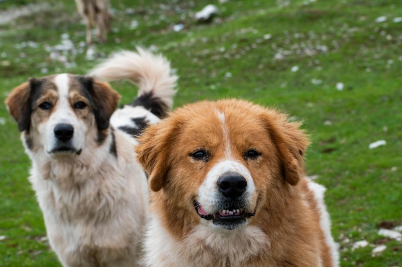 Managing Multiple Lipomas in Senior Dogs: Diagnosis, Treatment, and Care