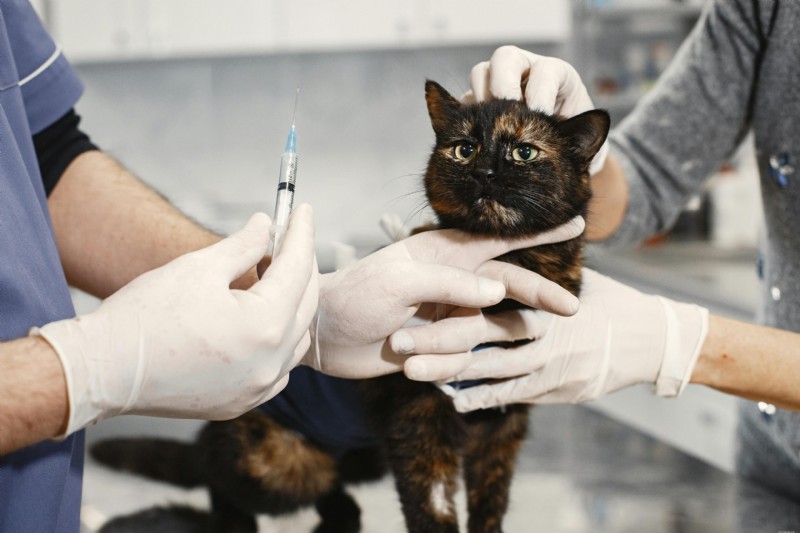 Fine Needle Aspiration in Pets: A Clear Guide for Owners