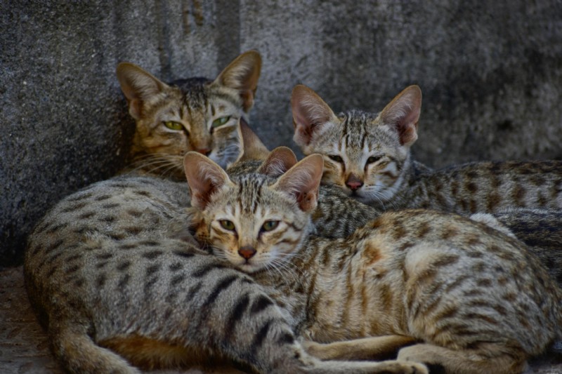Fine Needle Aspiration in Pets: A Clear Guide for Owners