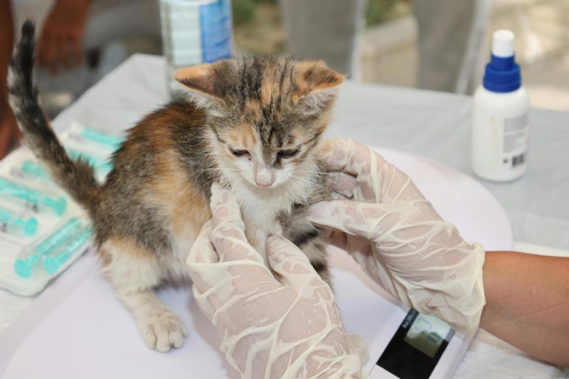 Fine Needle Aspiration in Pets: A Clear Guide for Owners