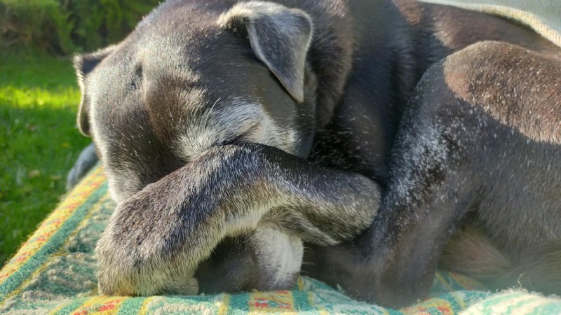 Canine Hypothyroidism: Recognizing Symptoms, Diagnosis, and Effective Treatment for a Healthier Life