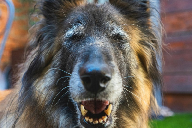 Senior Pet Bloodwork: What Your Vet Is Checking and Why It Matters