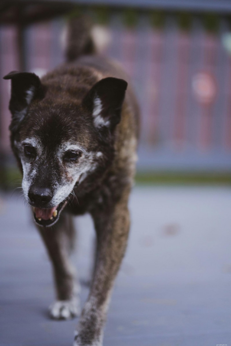 Senior Pet Bloodwork: What Your Vet Is Checking and Why It Matters