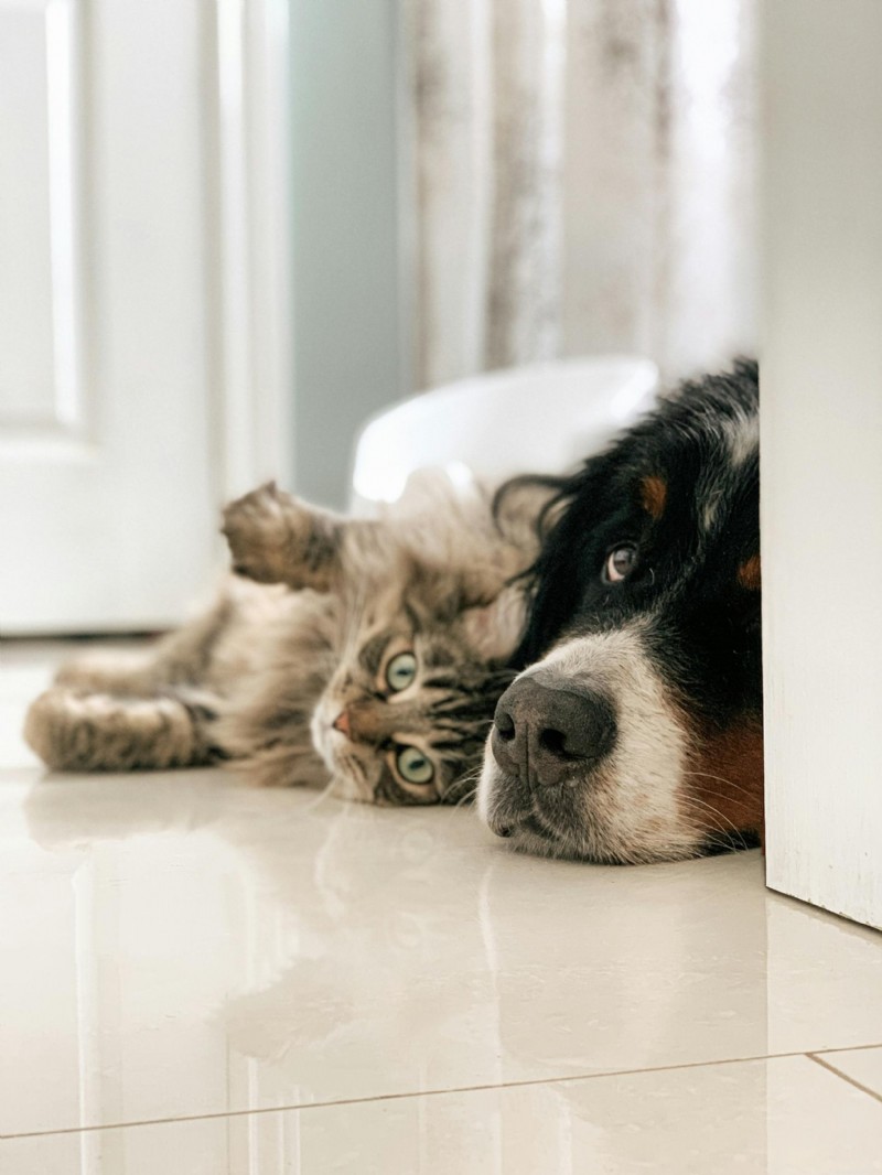 Senior Pet Bloodwork: What Your Vet Is Checking and Why It Matters