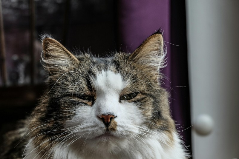Senior Pet Bloodwork: What Your Vet Is Checking and Why It Matters