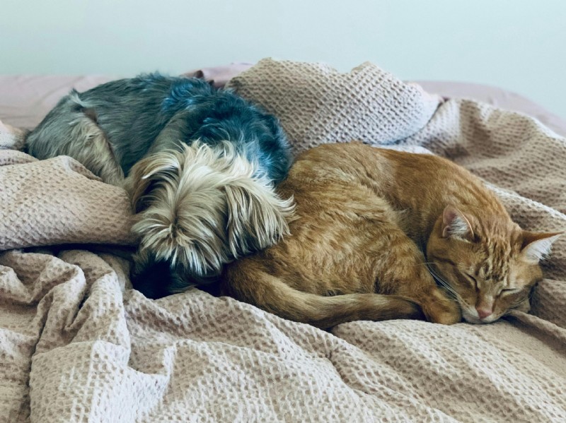 Senior Pet Bloodwork: What Your Vet Is Checking and Why It Matters