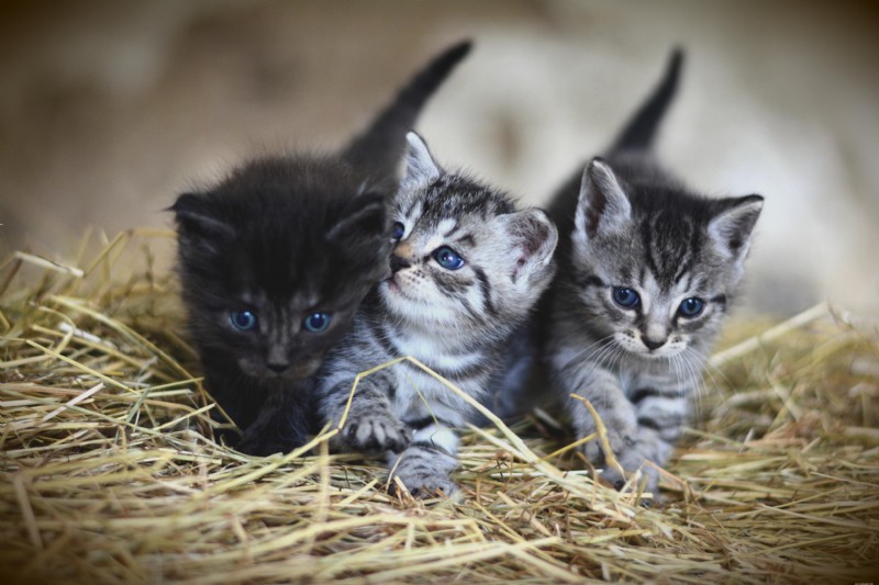 Gut Health in Cats & Dogs: How the Microbiome Drives Immunity, Digestion, and Wellness