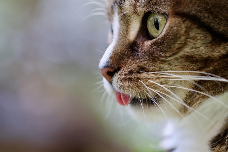 Gut Health in Cats & Dogs: How the Microbiome Drives Immunity, Digestion, and Wellness