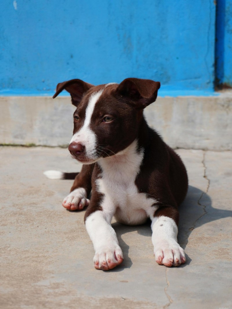 The Definitive Guide to Dog Lumps and Bumps