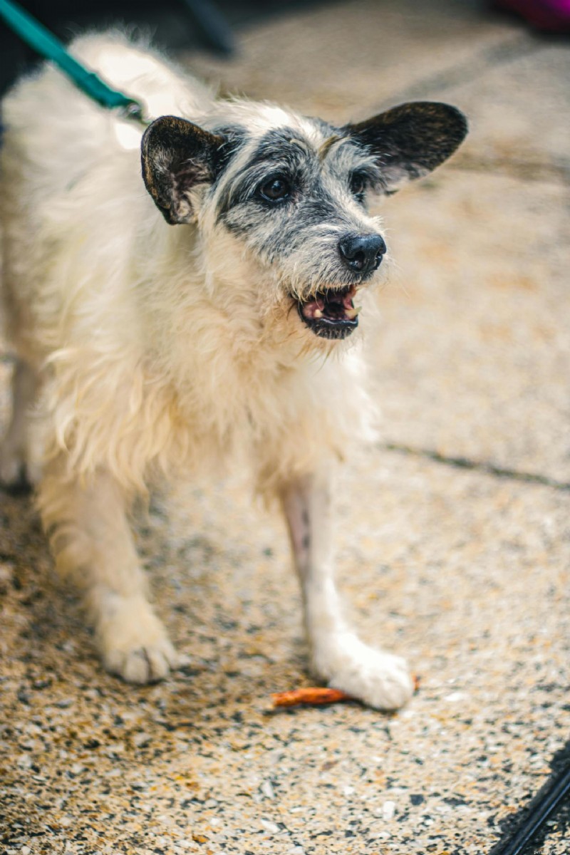 The Definitive Guide to Dog Lumps and Bumps