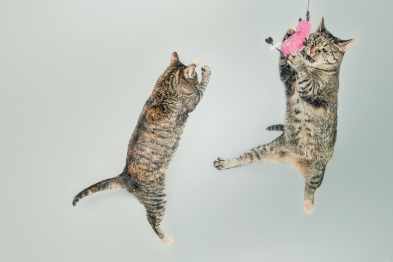 Understanding Feline Hyperesthesia Syndrome: A Comprehensive Guide for Cat Parents