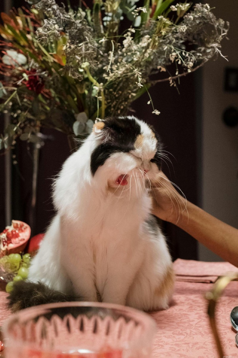 Understanding Feline Hyperesthesia Syndrome: A Comprehensive Guide for Cat Parents