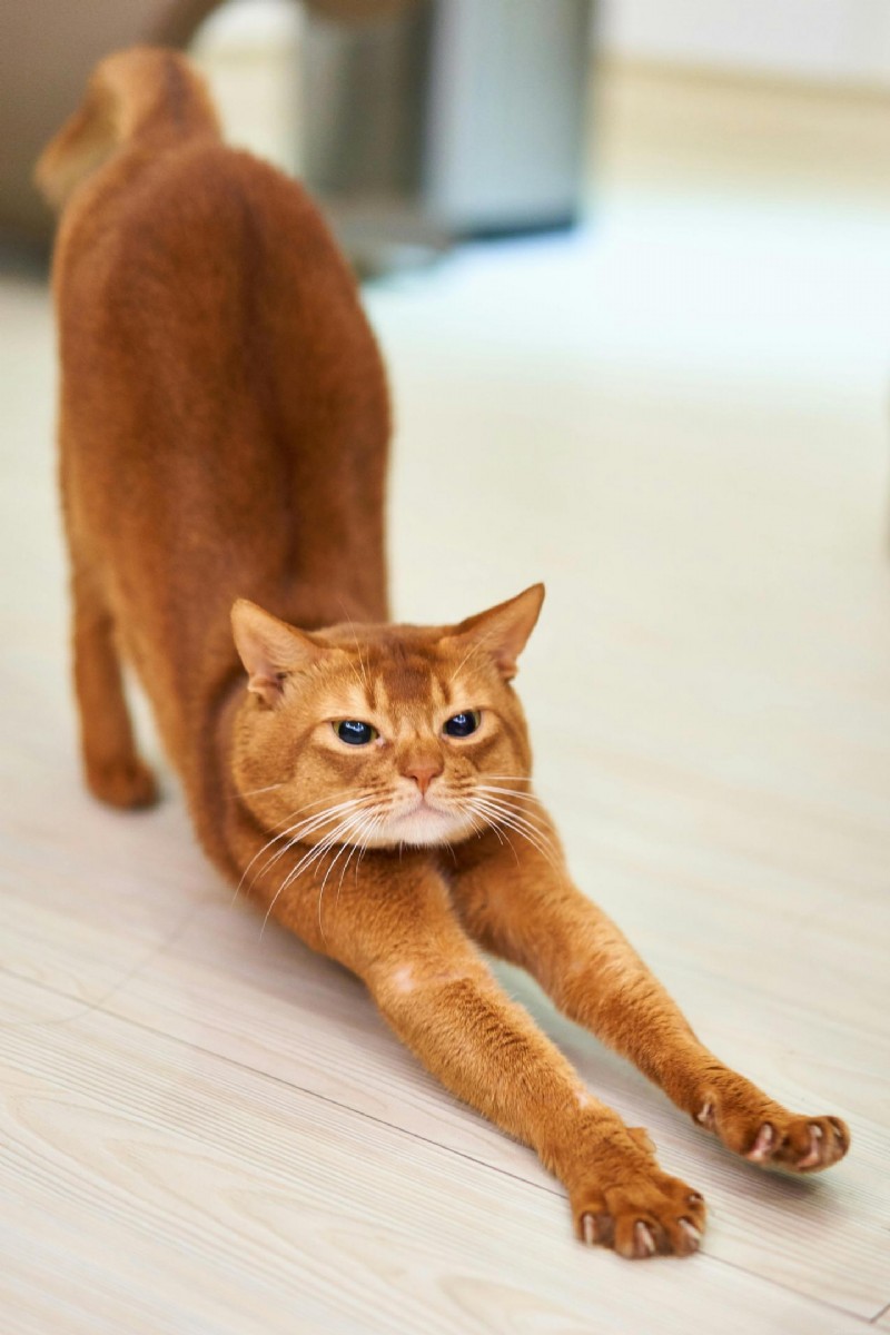 Understanding Feline Hyperesthesia Syndrome: A Comprehensive Guide for Cat Parents