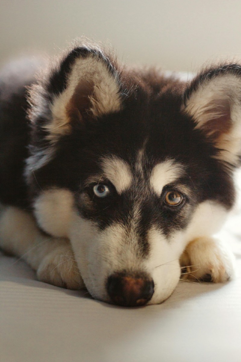 Cushing s Disease in Dogs and Cats: Symptoms, Diagnosis, and Treatment Guide