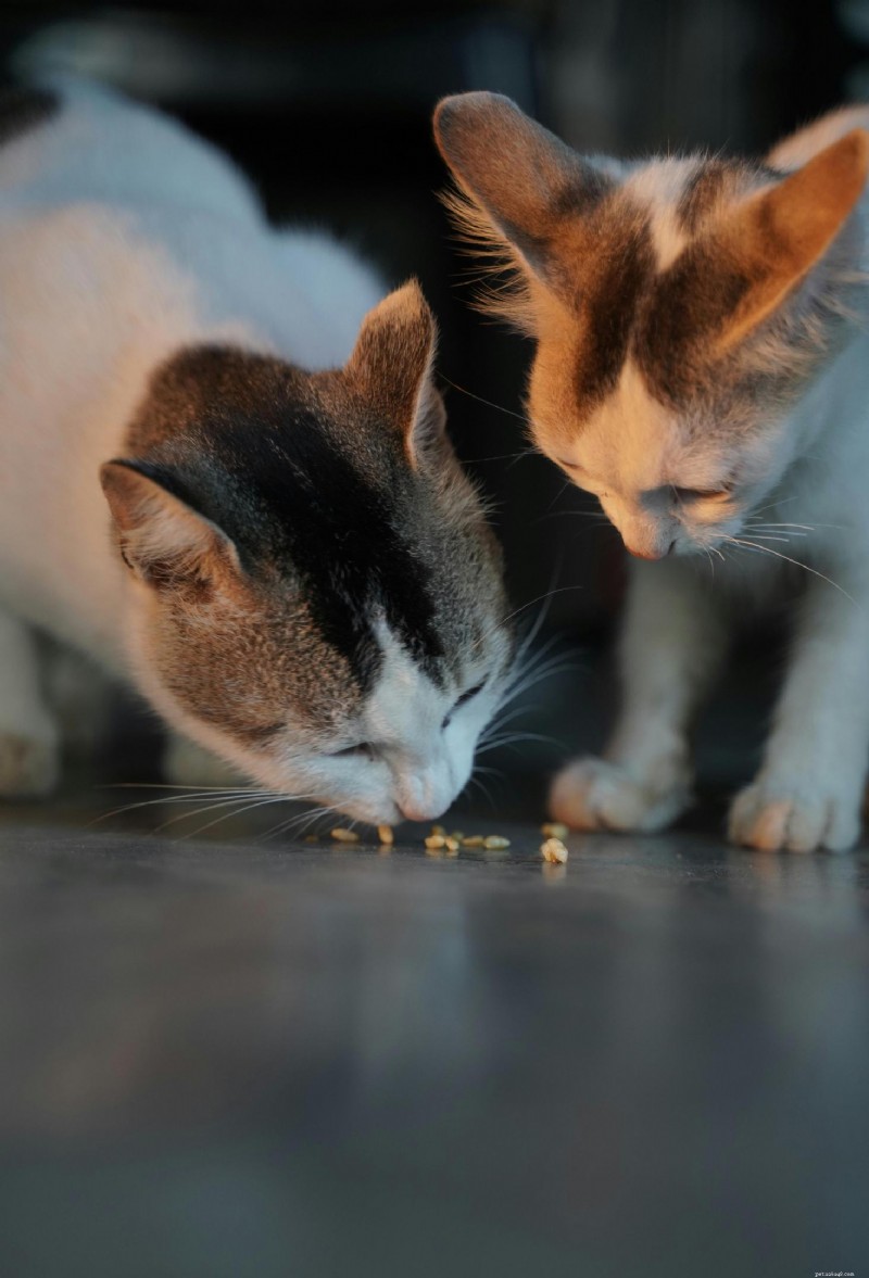 Cushing s Disease in Dogs and Cats: Symptoms, Diagnosis, and Treatment Guide