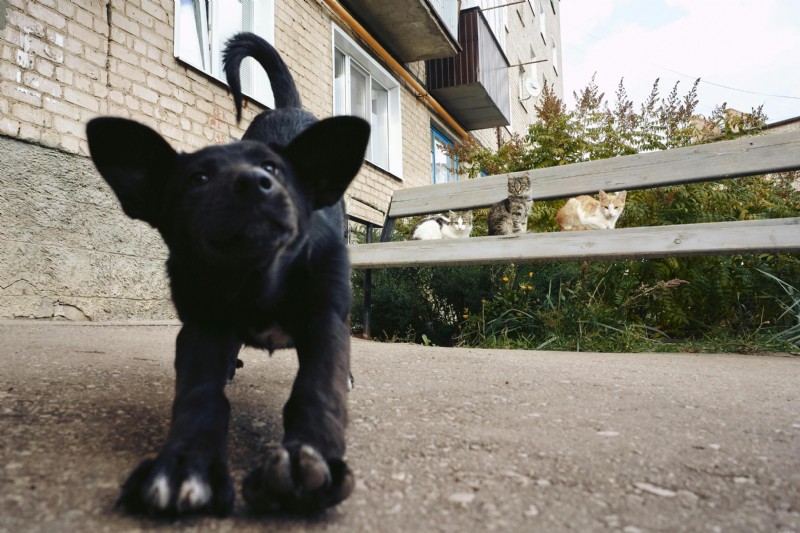 Cushing s Disease in Dogs and Cats: Symptoms, Diagnosis, and Treatment Guide