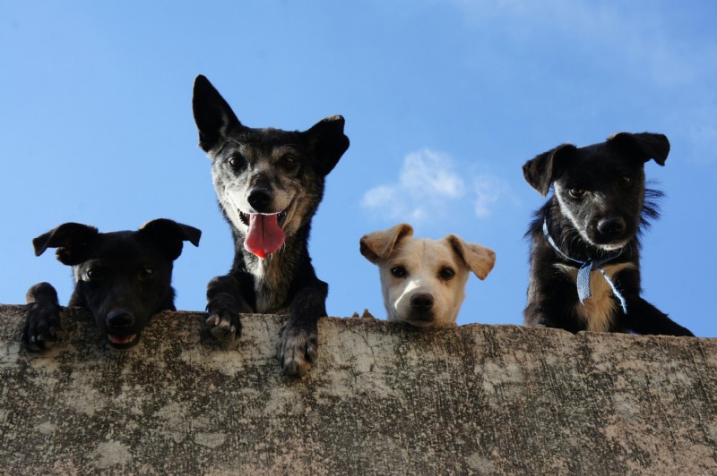 Senior Pet Heart Health: Detecting & Managing Cardiac Issues in Dogs & Cats