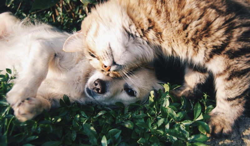 Senior Pet Heart Health: Detecting & Managing Cardiac Issues in Dogs & Cats