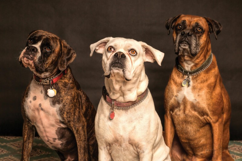 Senior Pet Heart Health: Detecting & Managing Cardiac Issues in Dogs & Cats