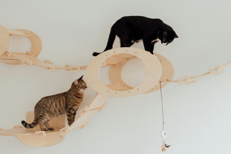 Comprehensive Guide to Managing Pet Obesity: Expert Tips for Pet Parents