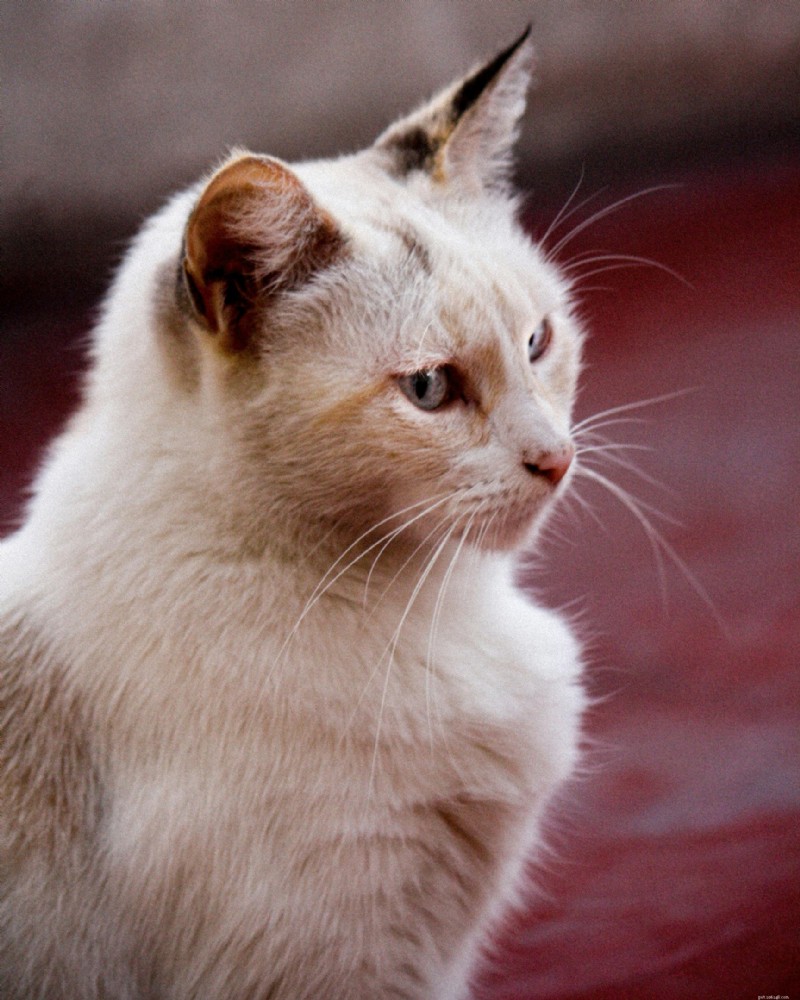 Lipomas in Cats: Diagnosis, Treatment, and Prognosis