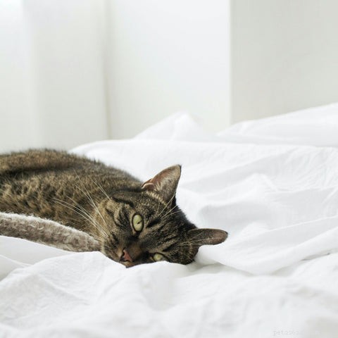 Comprehensive Guide to Managing Canine and Feline Kidney Disease