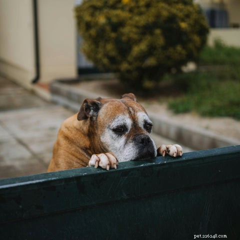 Guide for Caring for Dogs with Dementia: A Survival Plan for Pet Parents