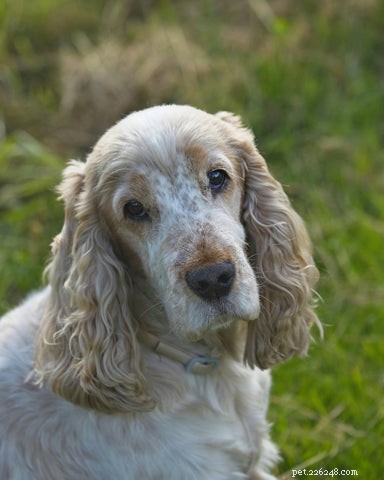 Guide for Caring for Dogs with Dementia: A Survival Plan for Pet Parents